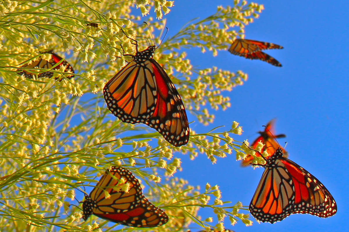 How Monarchs Arrive at their Destination