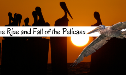 The Rise and Fall of the Pelicans