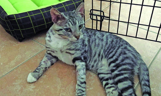 El Gato Guapo del Patio (The Handsome Patio Cat)