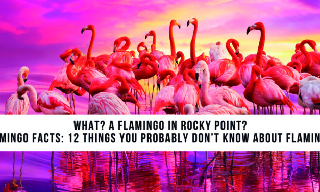 What a Flamingo in Rocky Point?