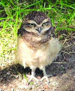 Hector Burrowing Owl
