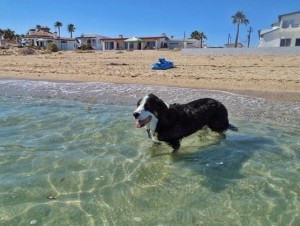 Dogs-Love-the-Beach-Too-1