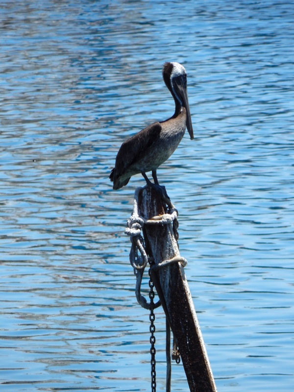 Pelican on a pole