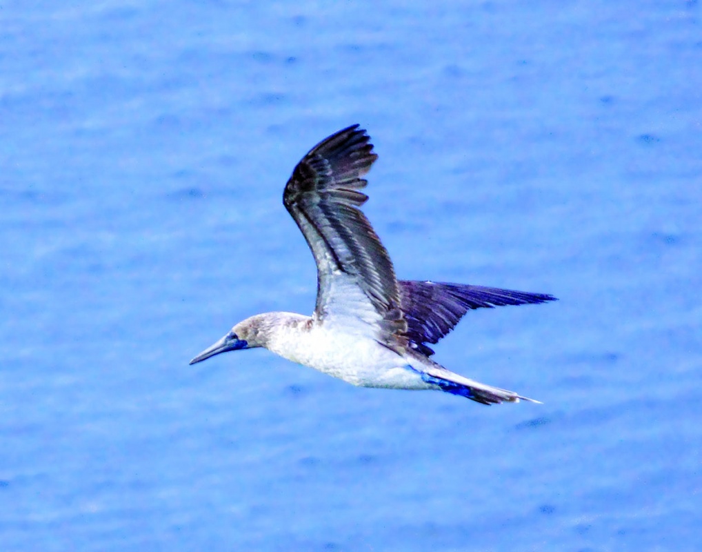 The Blue Footed Booby