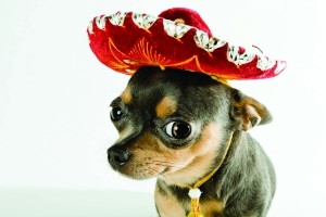 puppies-chihuahua-with-sombrero