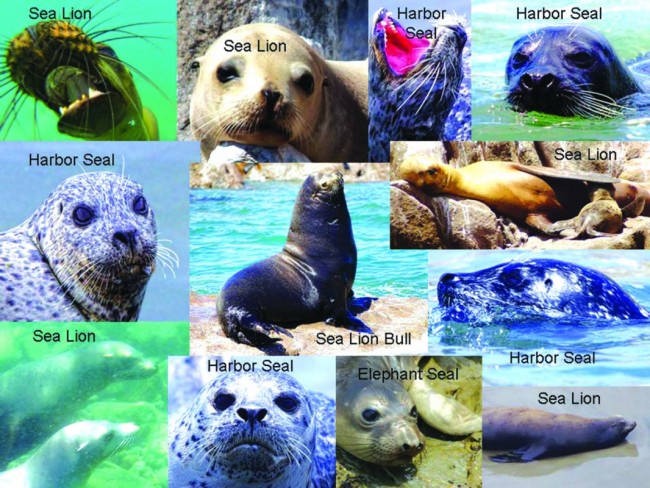 Sea Lion vs Seal Answer key