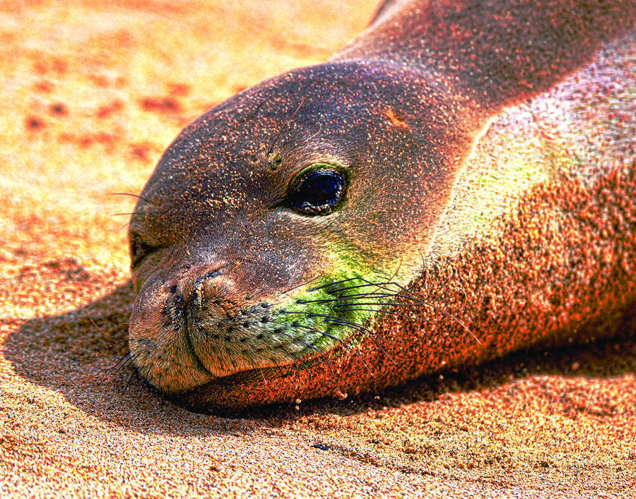 The Endangered Hawaiian Monk Seal