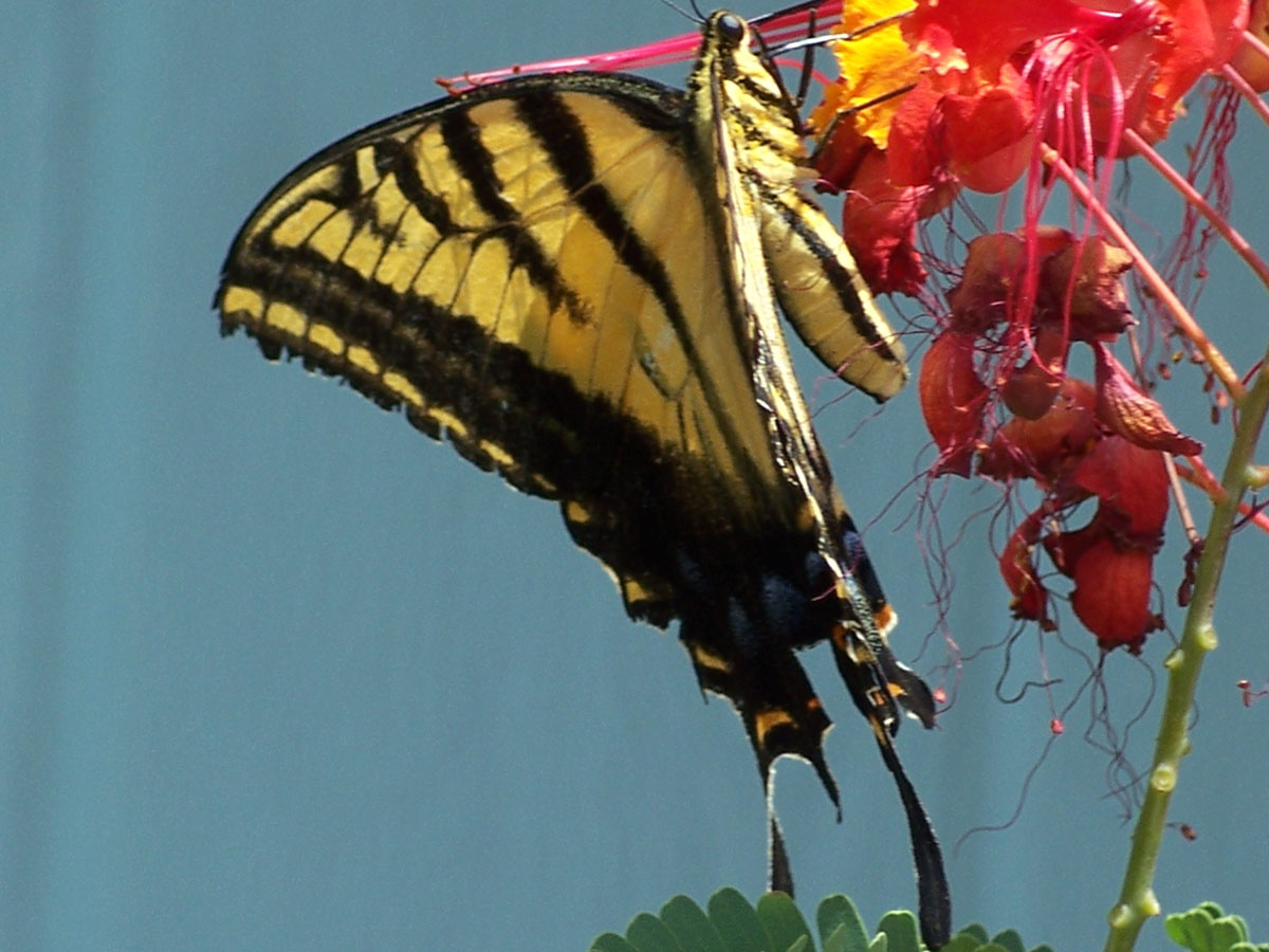 Return of the giant yellow swallowtail
