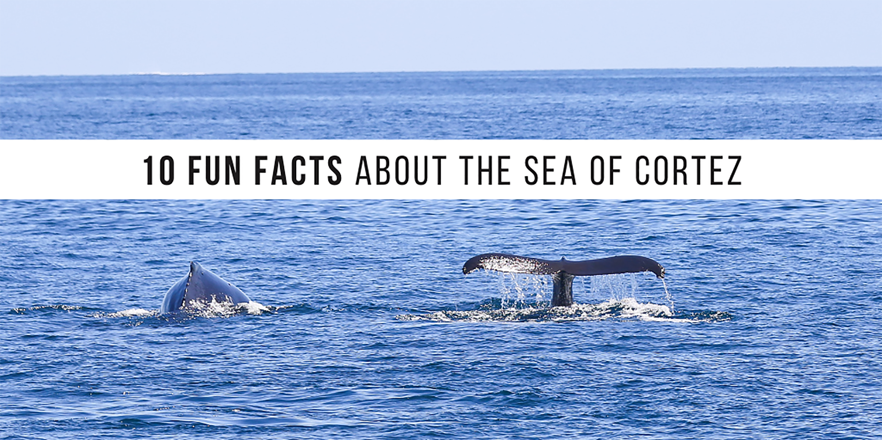 10 Fun Facts About the Sea of Cortez