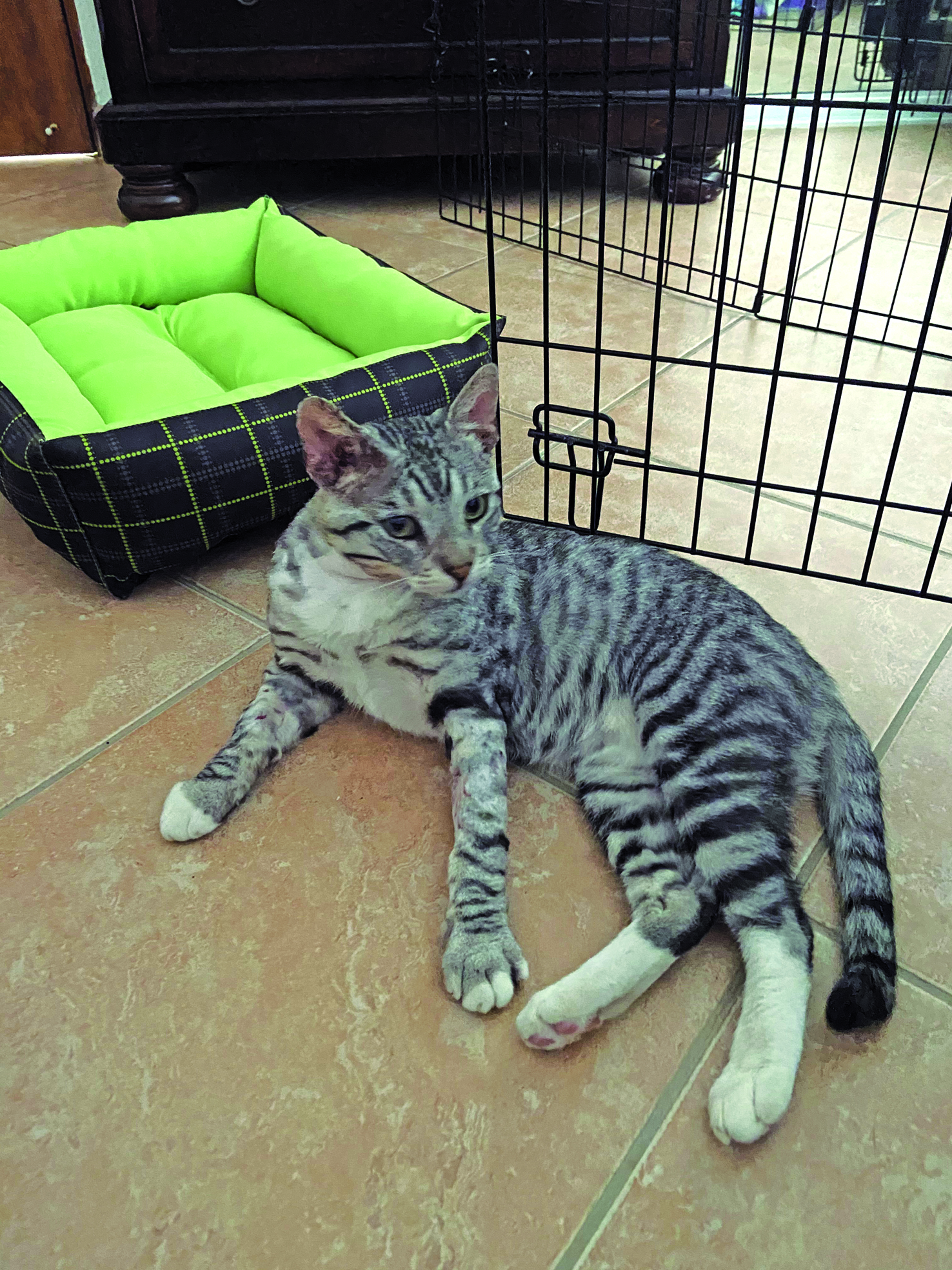 El Gato Guapo del Patio (The Handsome Patio Cat)