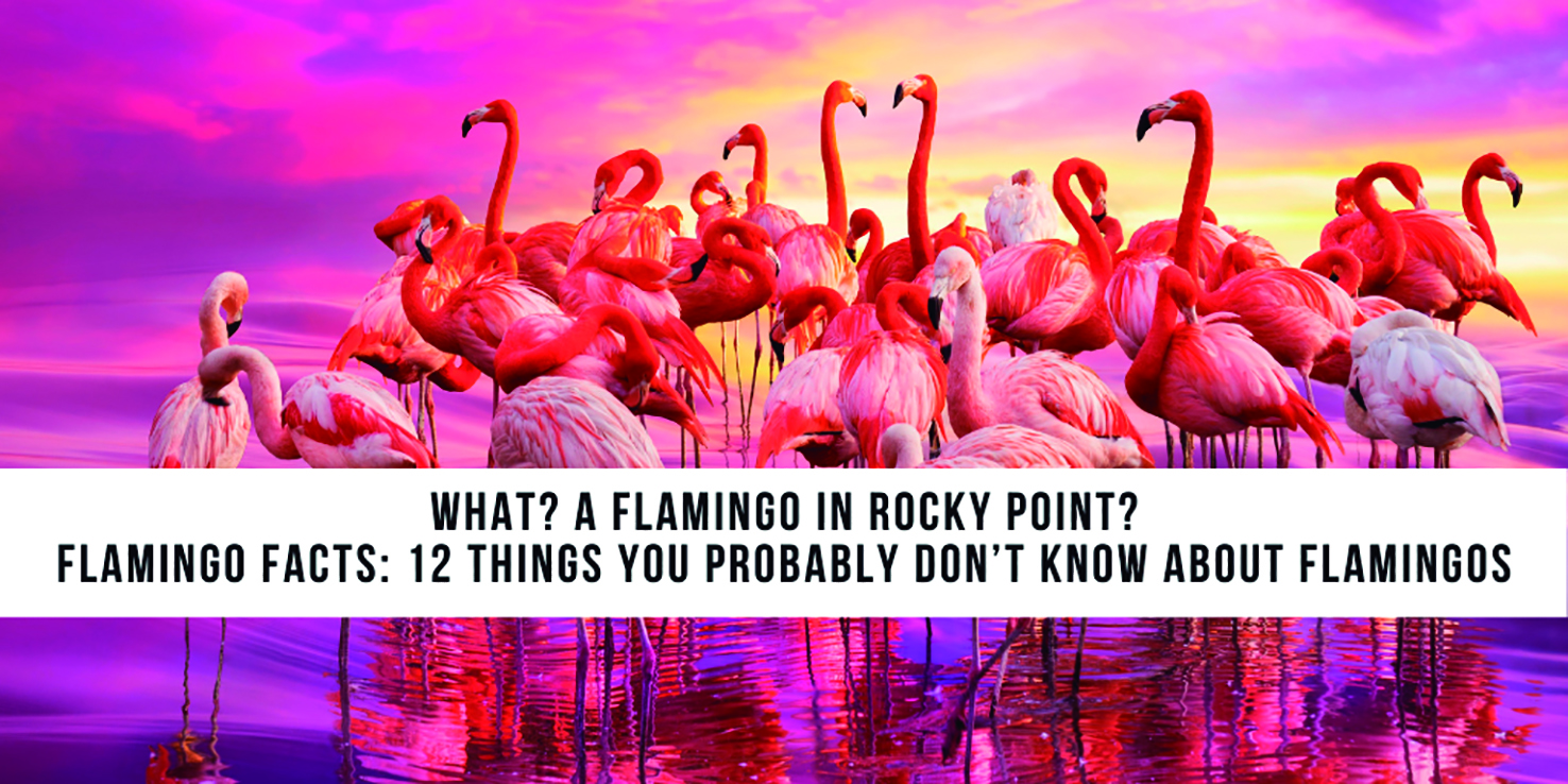 What a Flamingo in Rocky Point?