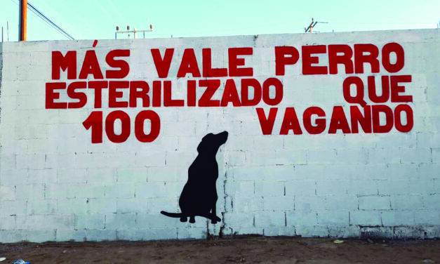 Animal Murals with Important Message Throughout the City