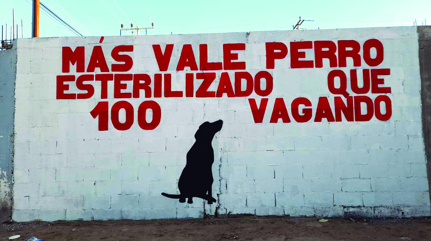 Animal Murals with Important Message Throughout the City