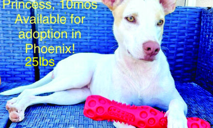 Barb’s Dog Rescue is in Arizona!