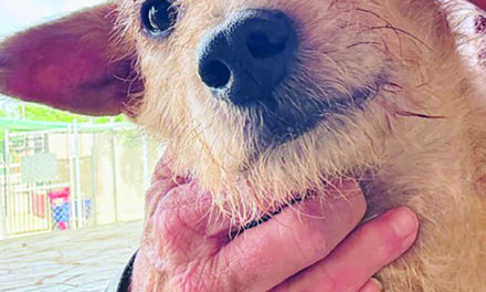 BARB’S DOG RESCUE