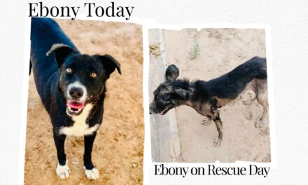 Barb’s Dog Rescue