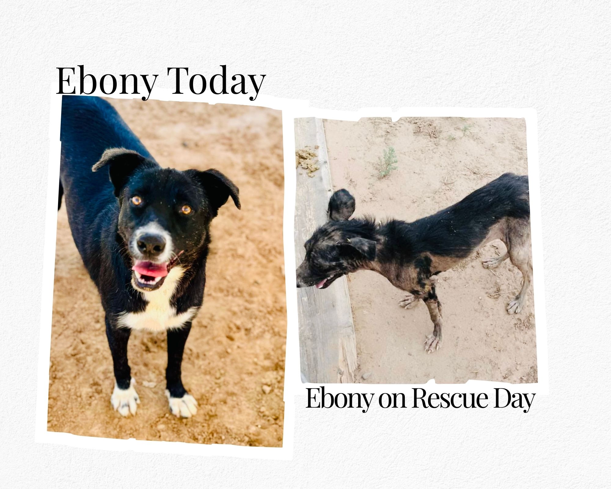 Barb’s Dog Rescue