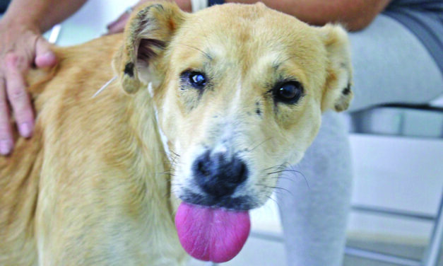 Wags & Whiskers: Stories from Compassion Without Borders