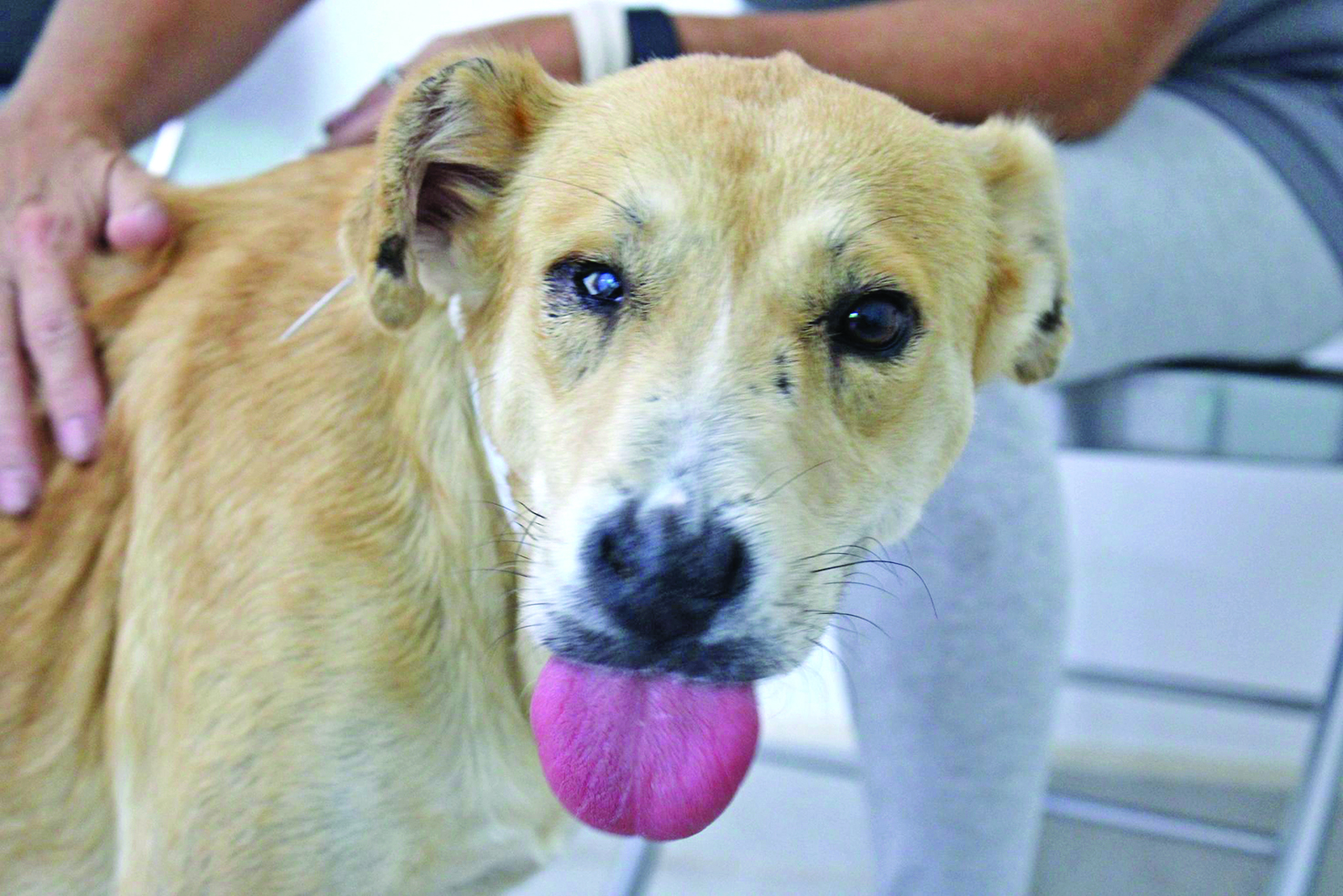 Wags & Whiskers: Stories from Compassion Without Borders
