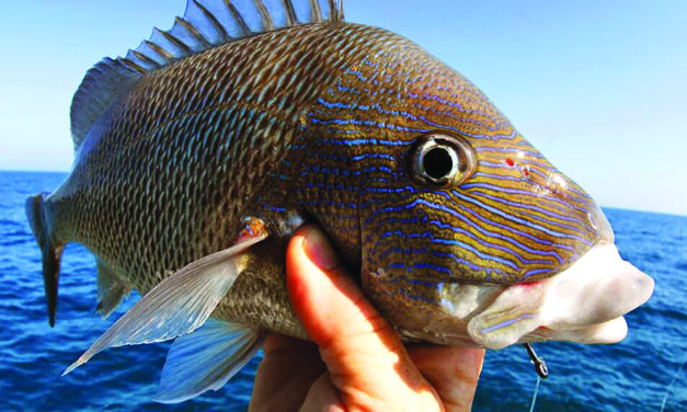 Fun Fall Fly Fishing