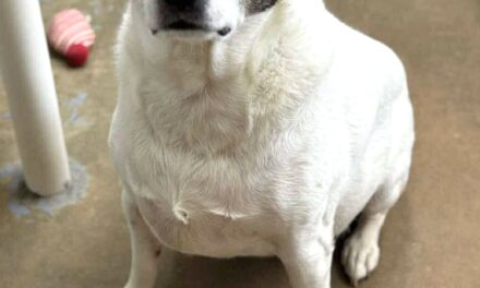Feeding the dogs at Barb’s Dog Rescue–this is how we do it!