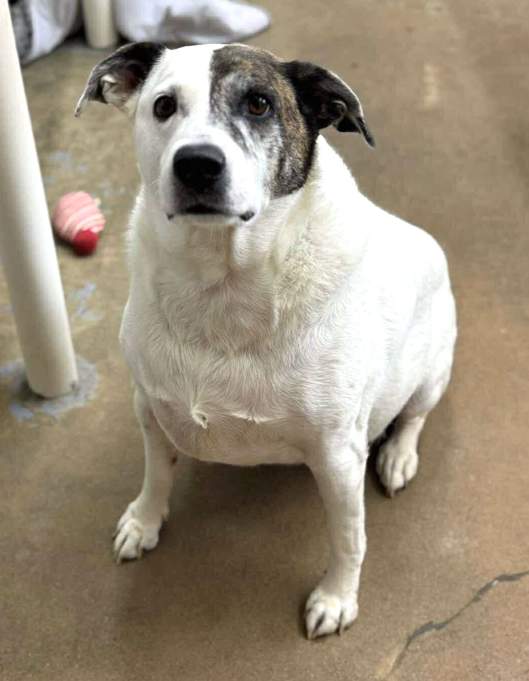 Feeding the dogs at Barb’s Dog Rescue–this is how we do it!