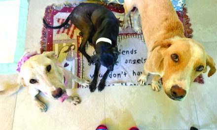 Wags & Whiskers: Stories from Compassion Without Borders
