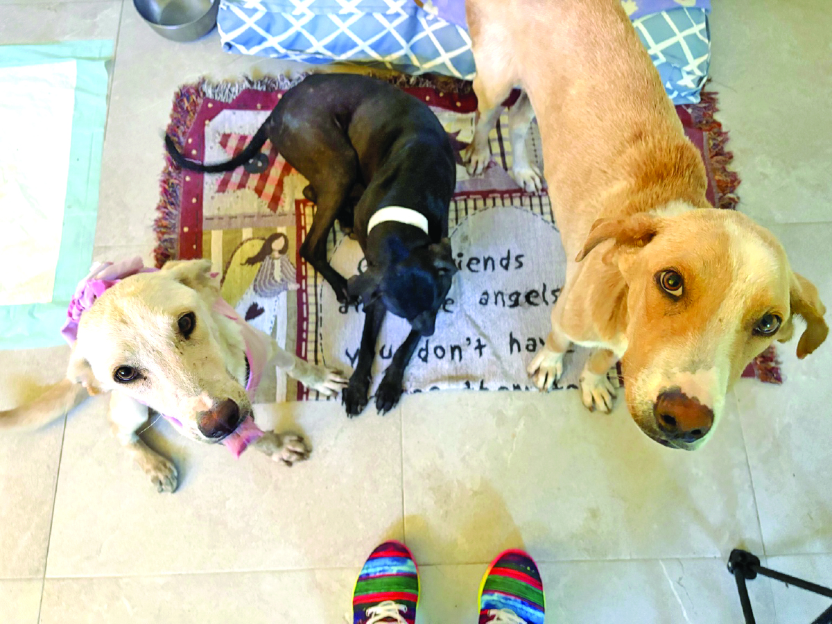Wags & Whiskers: Stories from Compassion Without Borders