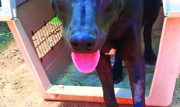 A New Year, A New Way of Thinking About Animal Sheltering