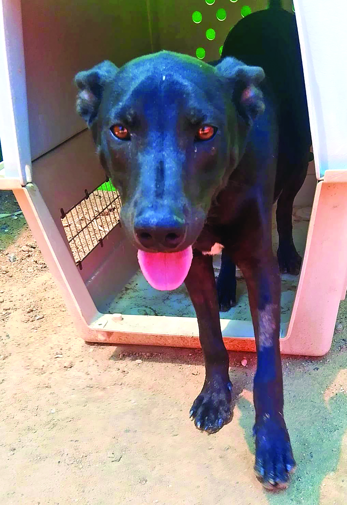 A New Year, A New Way of Thinking About Animal Sheltering