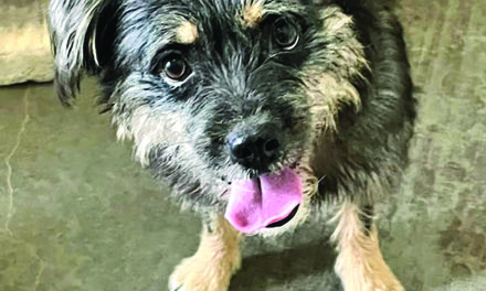 The Ripple Effect of Kindness in our small town