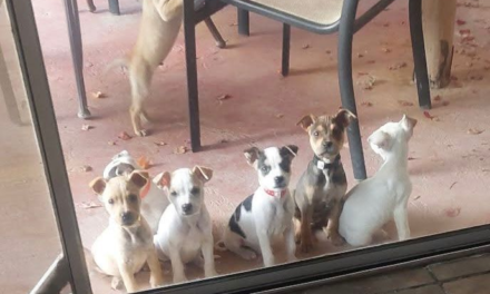 Wags & Whiskers: Stories from Compassion Without Borders