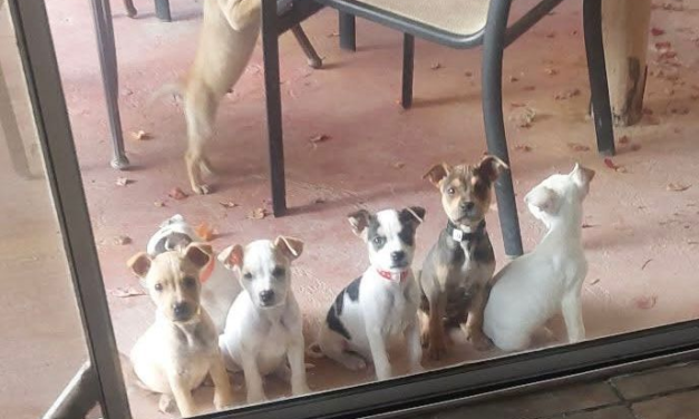 Wags & Whiskers: Stories from Compassion Without Borders