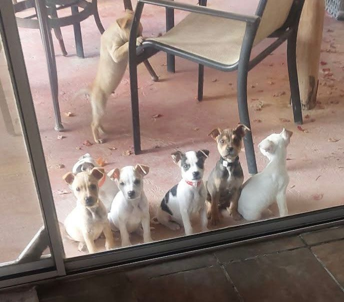 Wags & Whiskers: Stories from Compassion Without Borders