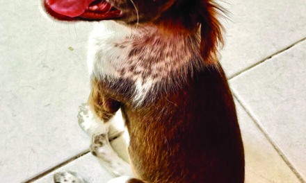 Wags & Whiskers: Stories from Compassion Without Borders Kahlua’s story