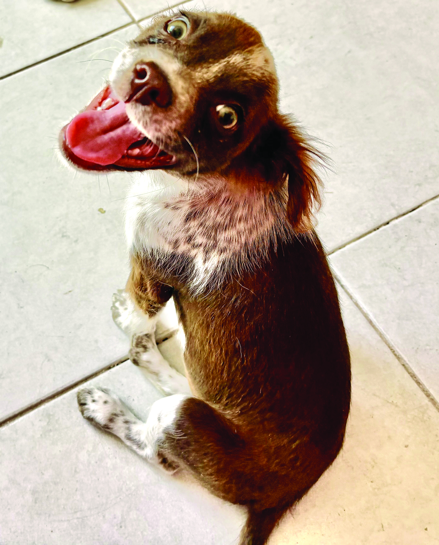 Wags & Whiskers: Stories from Compassion Without Borders Kahlua’s story