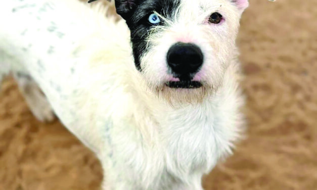 Barb’s Dog Rescue: Powered by Community, Kindness, and Compassion