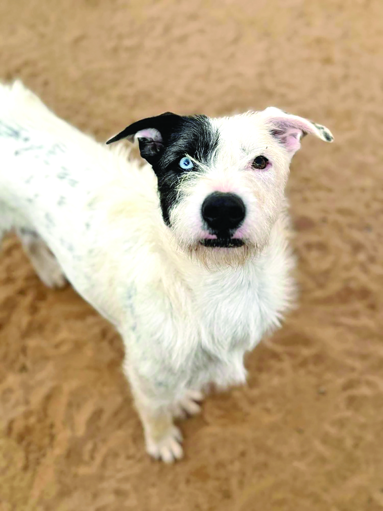 Barb’s Dog Rescue: Powered by Community, Kindness, and Compassion