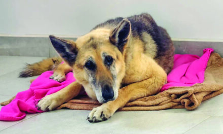Wags & Whiskers: Stories from Compassion Without Borders