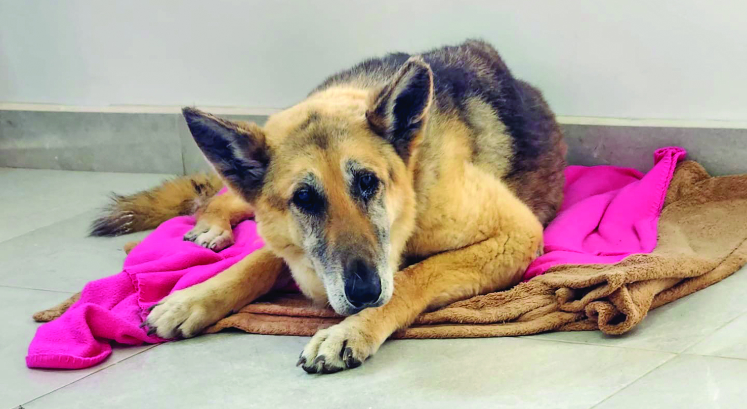 Wags & Whiskers: Stories from Compassion Without Borders