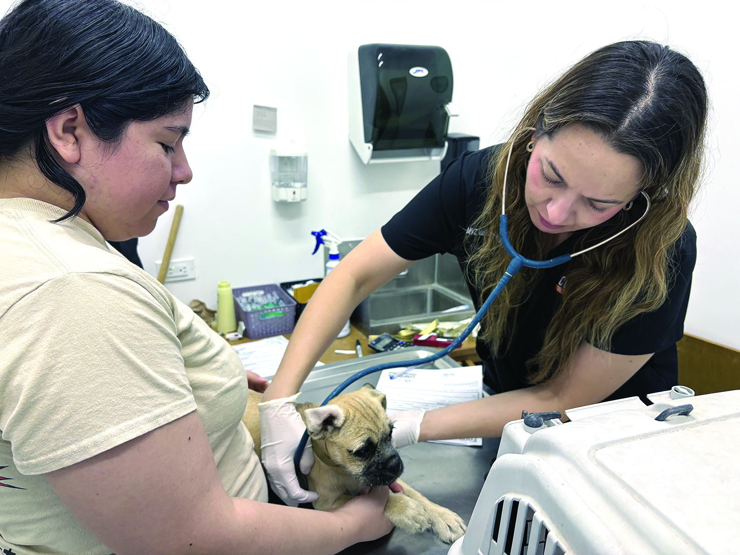 Wags & Whiskers: Stories from Compassion Without Borders