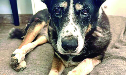 A Day in the Life at Barb’s Dog Rescue