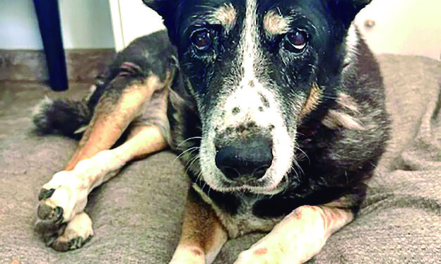 A Day in the Life at Barb’s Dog Rescue