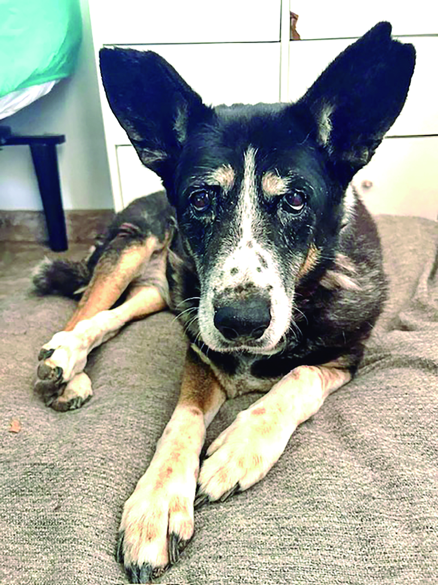 A Day in the Life at Barb’s Dog Rescue