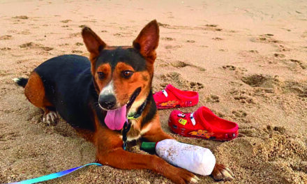Wags & Whiskers: Stories from Compassion Without Borders
