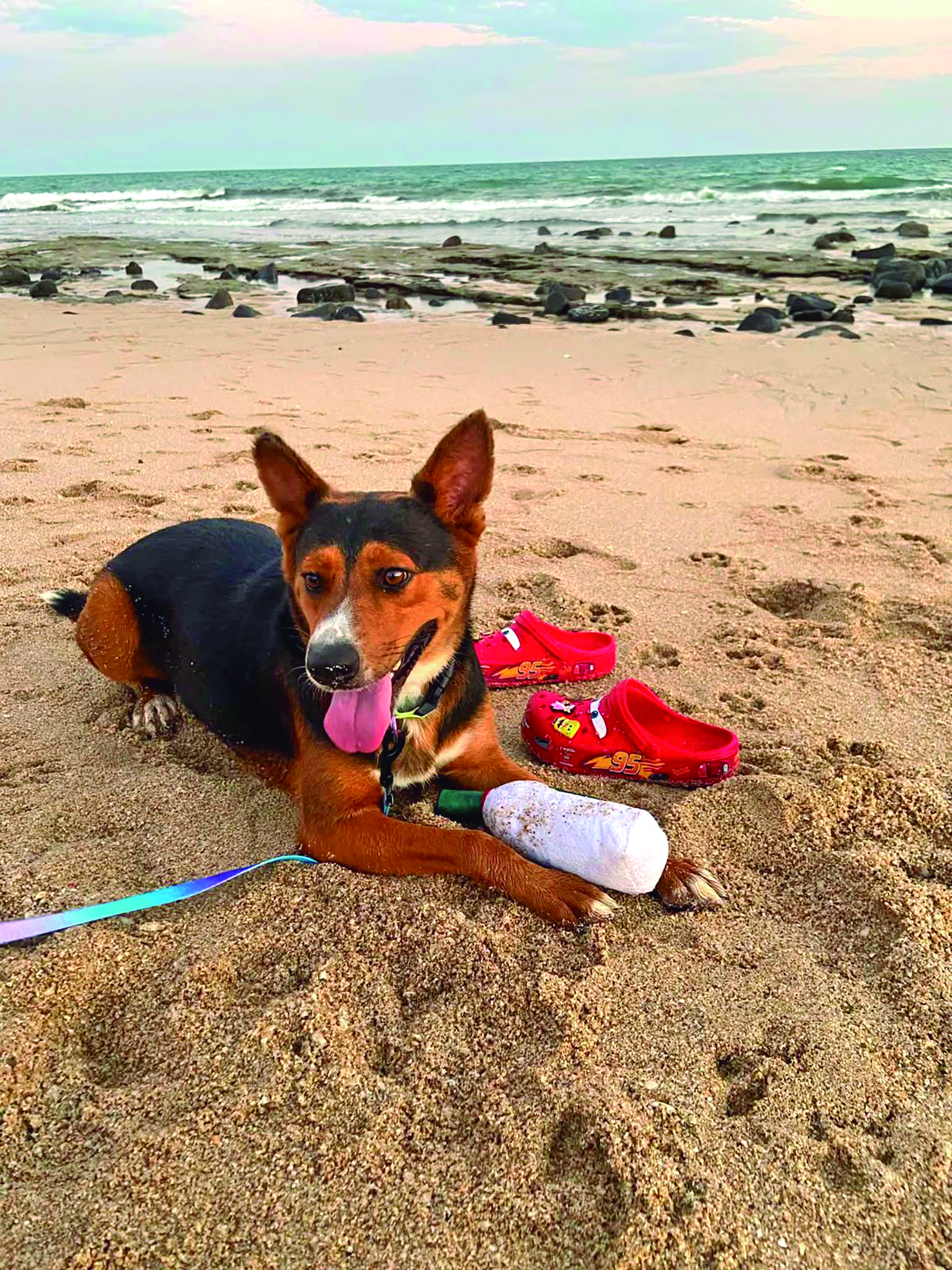 Wags & Whiskers: Stories from Compassion Without Borders